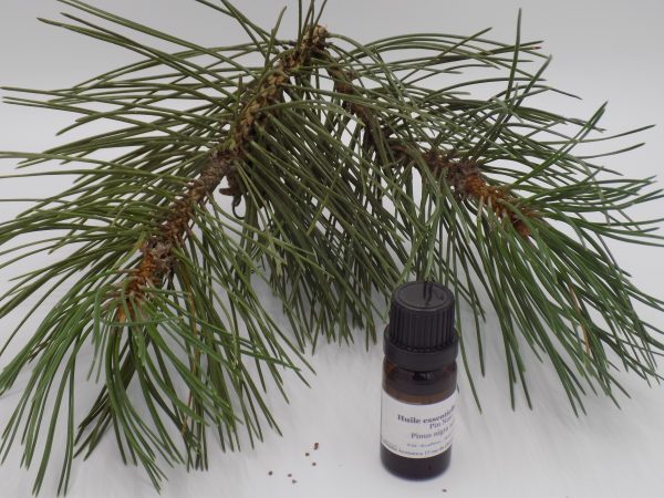Pin Noir d'Autriche - Huile essentielle - 10 mL
