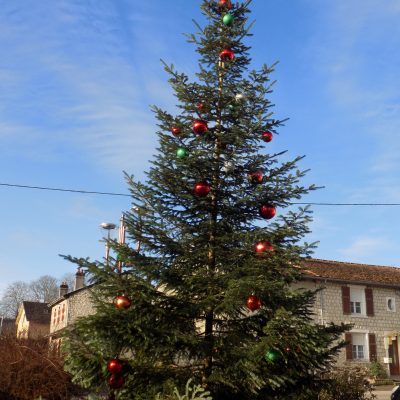 sapin de douglas